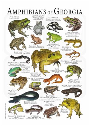 Amphibians of Georgia poster print
