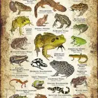 Amphibians of Missouri poster print