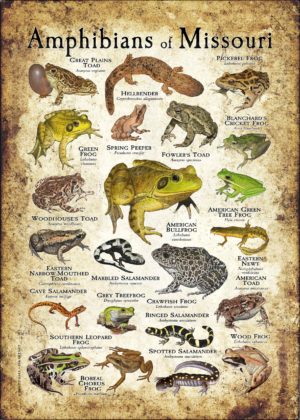 Amphibians of Missouri poster print