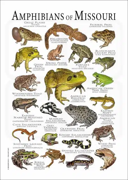 Amphibians of Missouri poster print