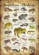 Amphibians of Oklahoma poster print