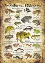 Amphibians of Oklahoma poster print