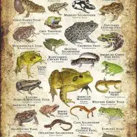 Amphibians of Oklahoma poster print