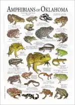 Amphibians of Oklahoma poster print