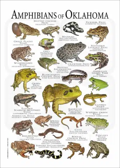Amphibians of Oklahoma poster print