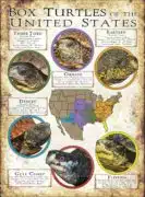 Box Turtles of the United States poster print