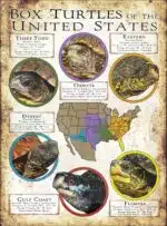 Box Turtles of the United States poster print