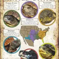 Box Turtles of the United States poster print