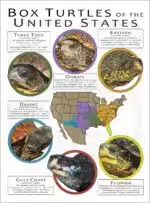 Box Turtles of the United States poster print