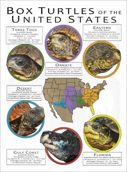 Box Turtles of the United States poster print