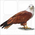 Brahminy Kite illustration