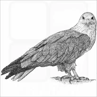 Brahminy Kite