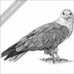 Brahminy Kite