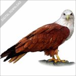 Brahminy Kite stock image