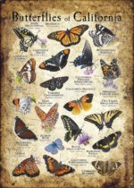 Butterflies of California poster print