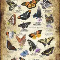 Butterflies of California poster print