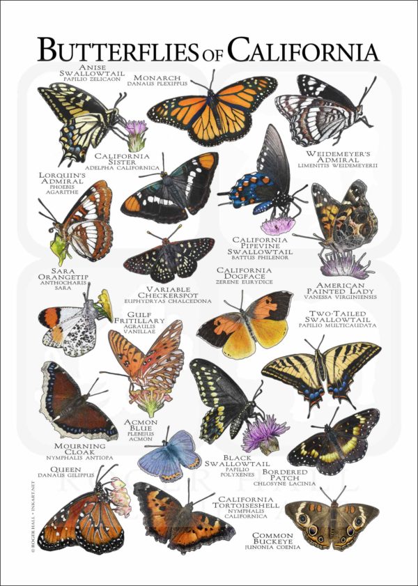 Butterflies of California poster print