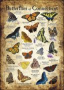Butterflies of Connecticut poster print