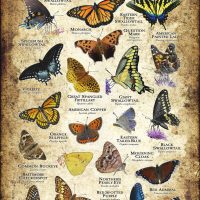 Butterflies of Connecticut poster print