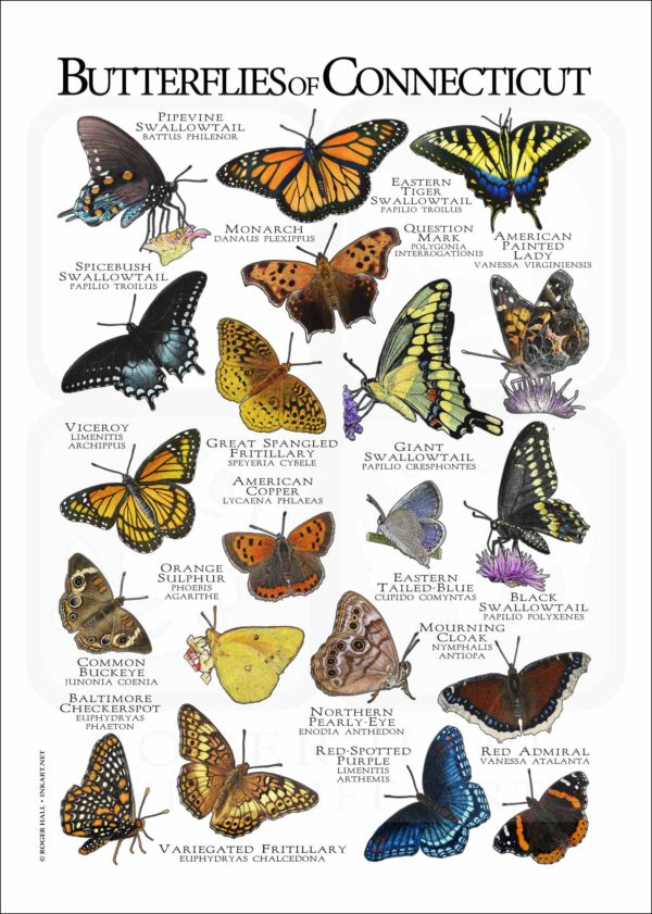 Butterflies of Connecticut poster