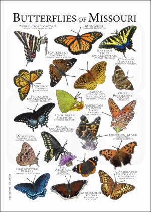 Butterflies of Missouri poster print