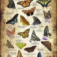 Butterflies of South Carolina poster print