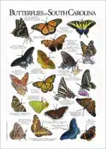 Butterflies of South Carolina poster