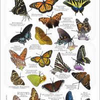 Butterflies of South Carolina poster