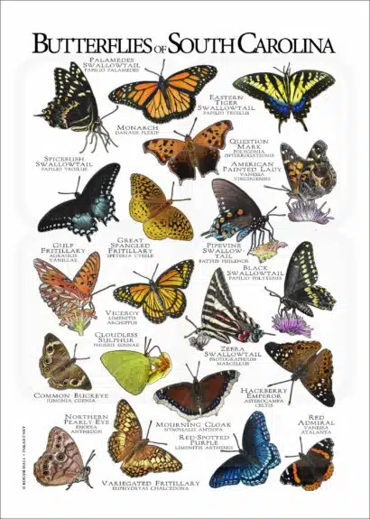 Butterflies of South Carolina poster