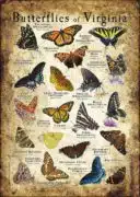 Butterflies of Virginia poster print