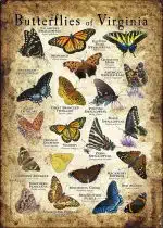 Butterflies of Virginia poster print