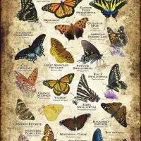 Butterflies of Virginia poster print