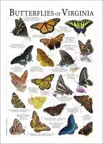 Butterflies of Virginia poster