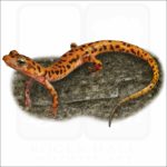Cave Salamander illustration