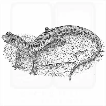 Cave Salamander illustration