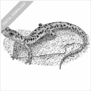 Cave Salamander illustration