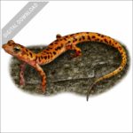Cave Salamander stock image