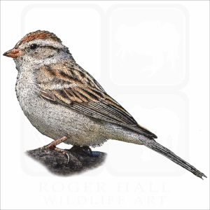 Chipping Sparrow illustration