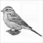 Chipping Sparrow illustration