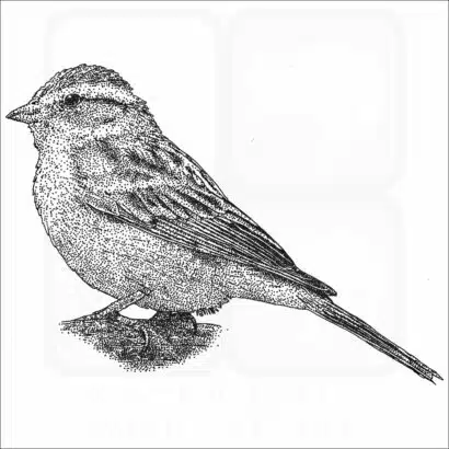 Chipping Sparrow illustration