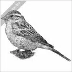 Chipping Sparrow stock image