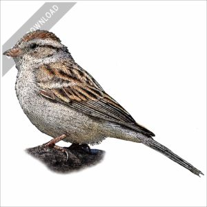 Chipping Sparrow stock image