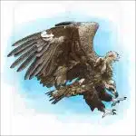 Cinereous Vulture illustration