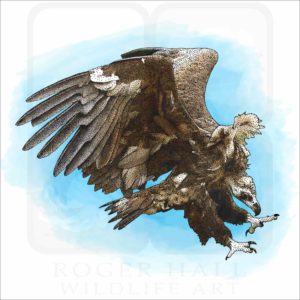 Cinereous Vulture illustration