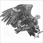 Cinereous Vulture