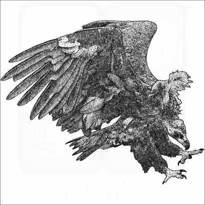 Cinereous Vulture