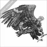 Cinereous Vulture
