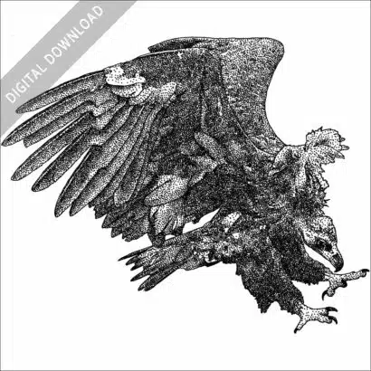 Cinereous Vulture