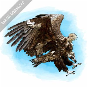 Cinereous Vulture stock image