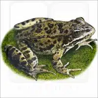Columbia Spotted Frog illustration